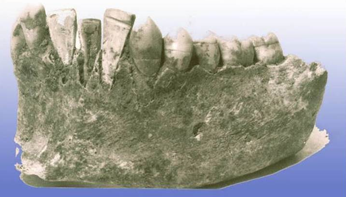 Фрагмент нижней челюсти, найденной в Гондурасе в 1931 г.