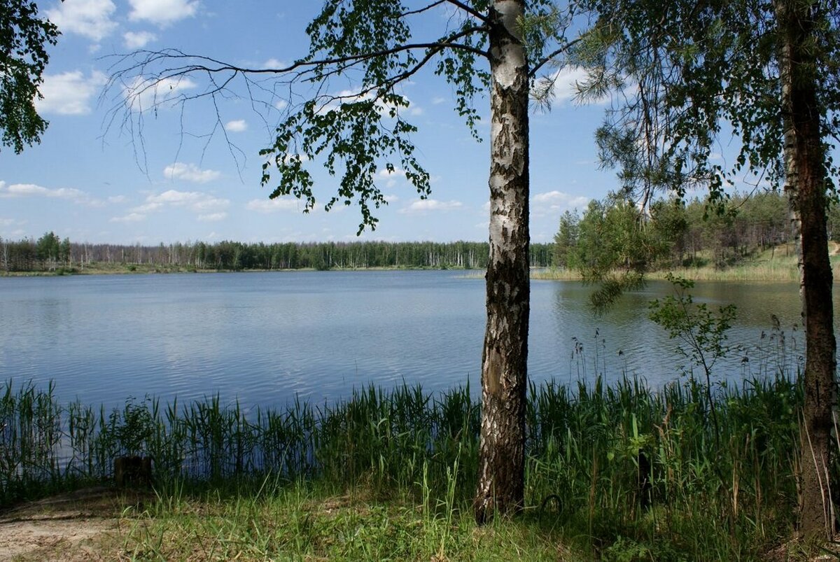 Родной | Домоведовъ | Дзен