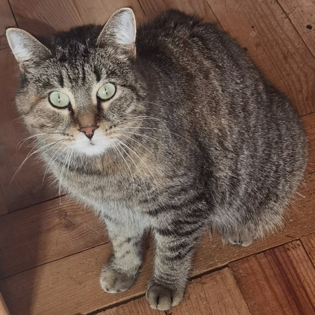 Манул — это девочка! Имя у неё такое