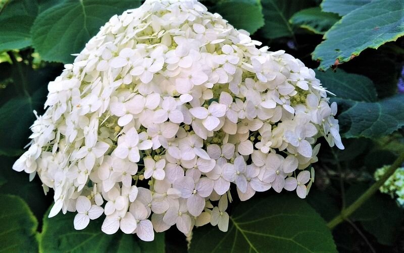  Листайте галерею для просмотра. Гортензия Стронг Аннабель. Фото автора.