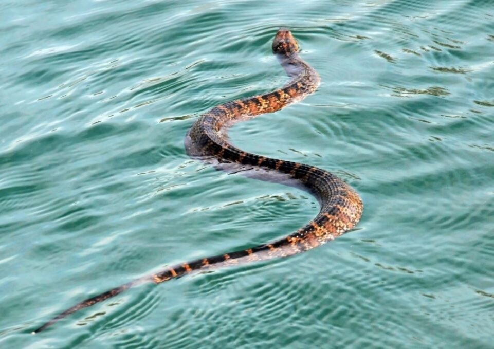 Помимо островного ботропса, живут тут и другие виды змей. Встречайте, водоплавающая змея – береговая охрана острова
