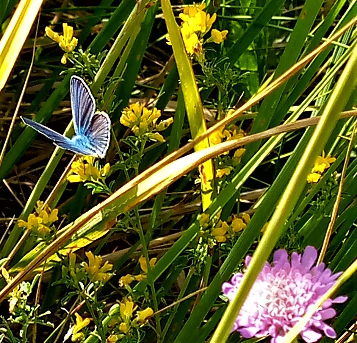 Работа О. Камаловой.