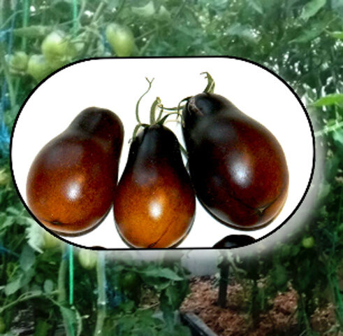 Капли индиго