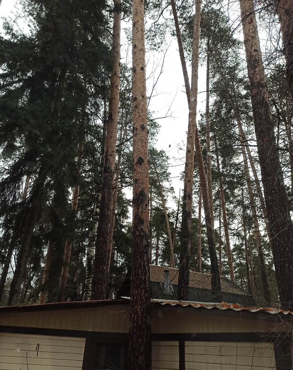 Хмуро, сыро, ветренно... Последний день ноября...Прощай, осень! Фото автора.