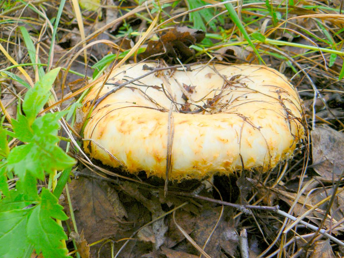 Правский груздь. Груздь бахромистый Lactarius citriolens. Пластинчатые грибы грузди. Гриб правский груздь.