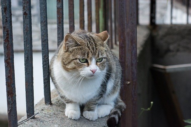 Источник изображения: pixabay.com