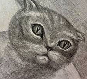 Котик из интернета