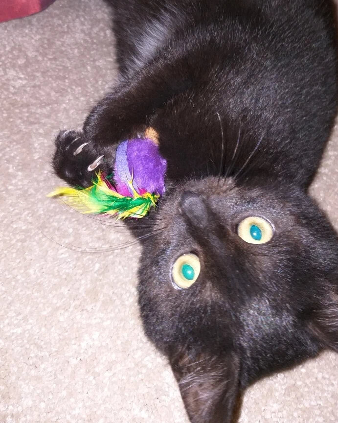 Фото котёнка.