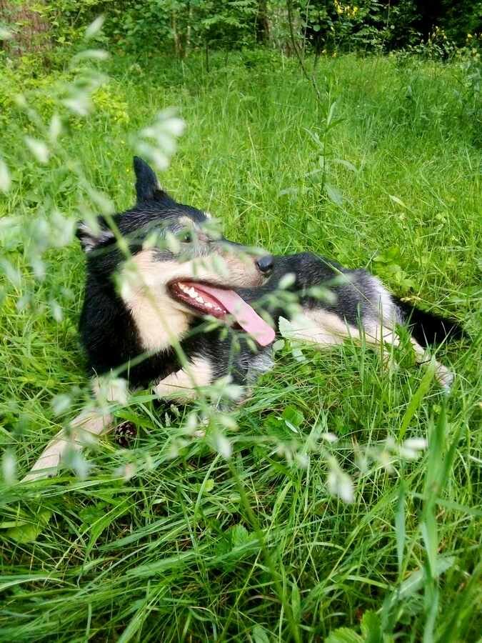На фото: дворняжка Тори в летнем лесу