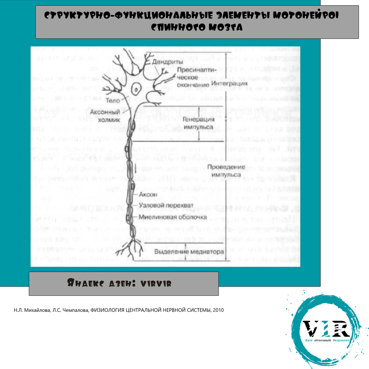 Строение нейрона