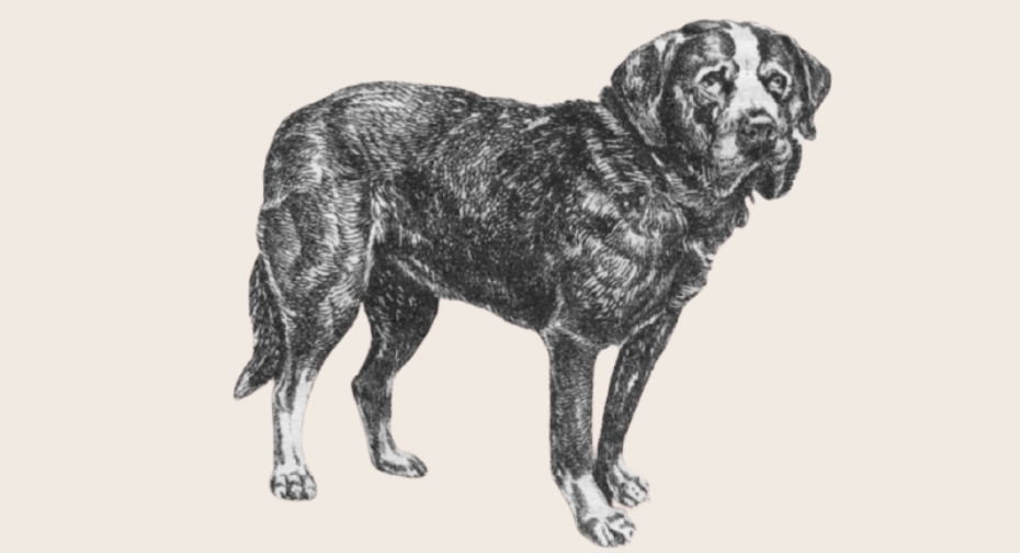 Охотничий меделян. Порода меделян. Собака меделянской породы. Охотничий меделян. Охотничий меделян.