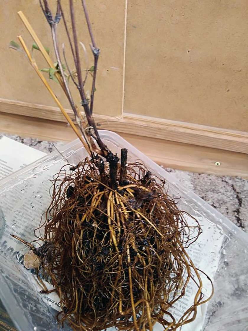Какие корни у клематиса фото и описание