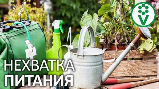 Главная проблема всех огородников! Дефицит элементов питания у растений: симптомы и лечение