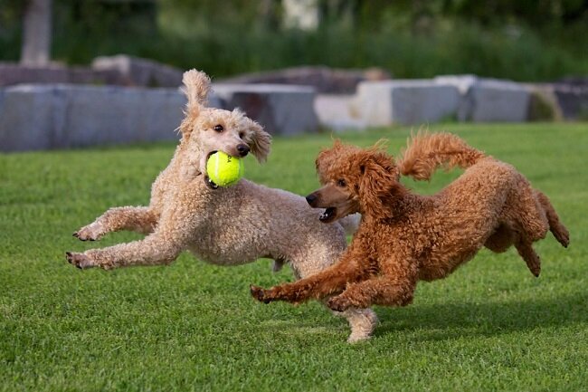 Источник фото: https://www.dreamydoodles.com/pros-and-cons-of-poodles-as-service-dogs/