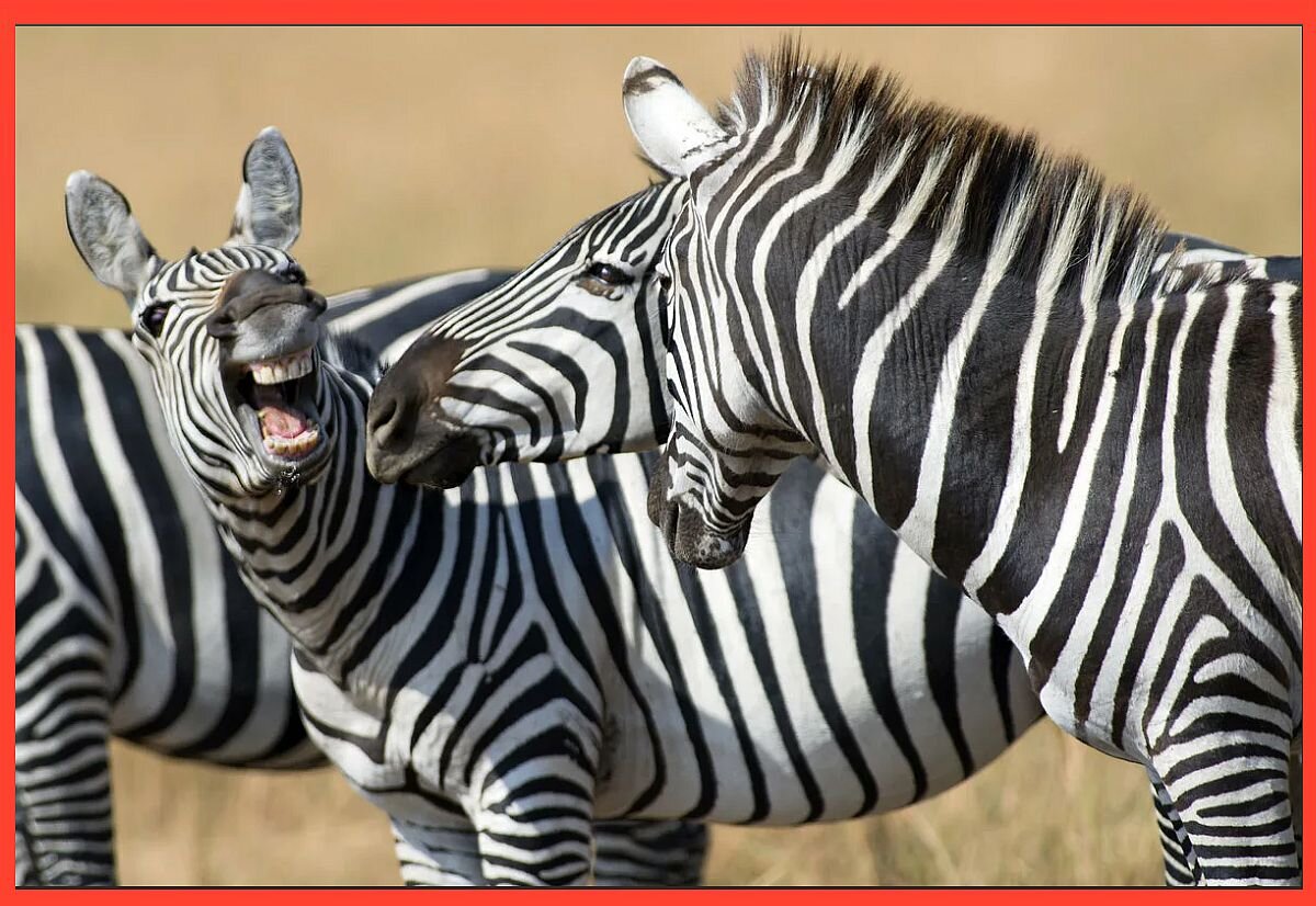 Полосы у каждой зебры строго индивидуальные. Фото: "7 секретов"