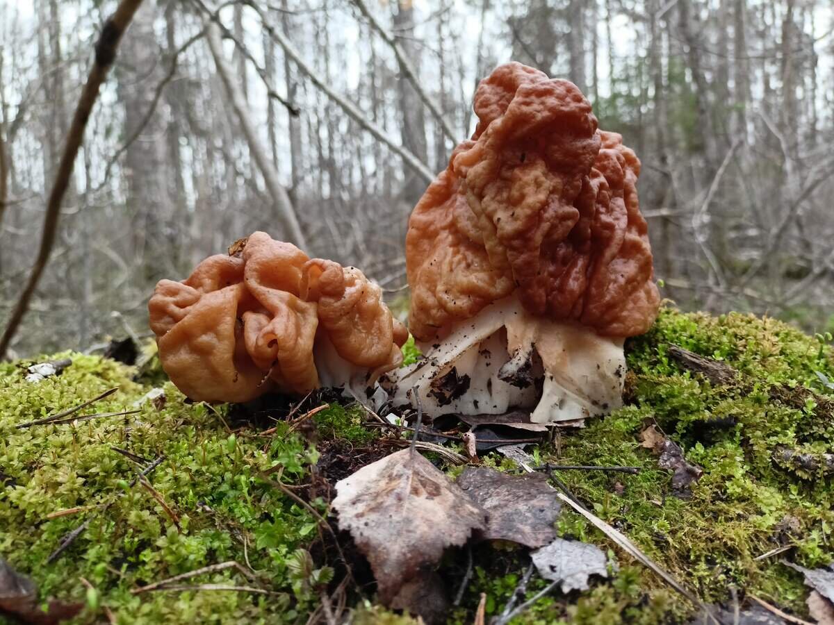 Суровые брянские строчки (фото пользователя Бирюк)