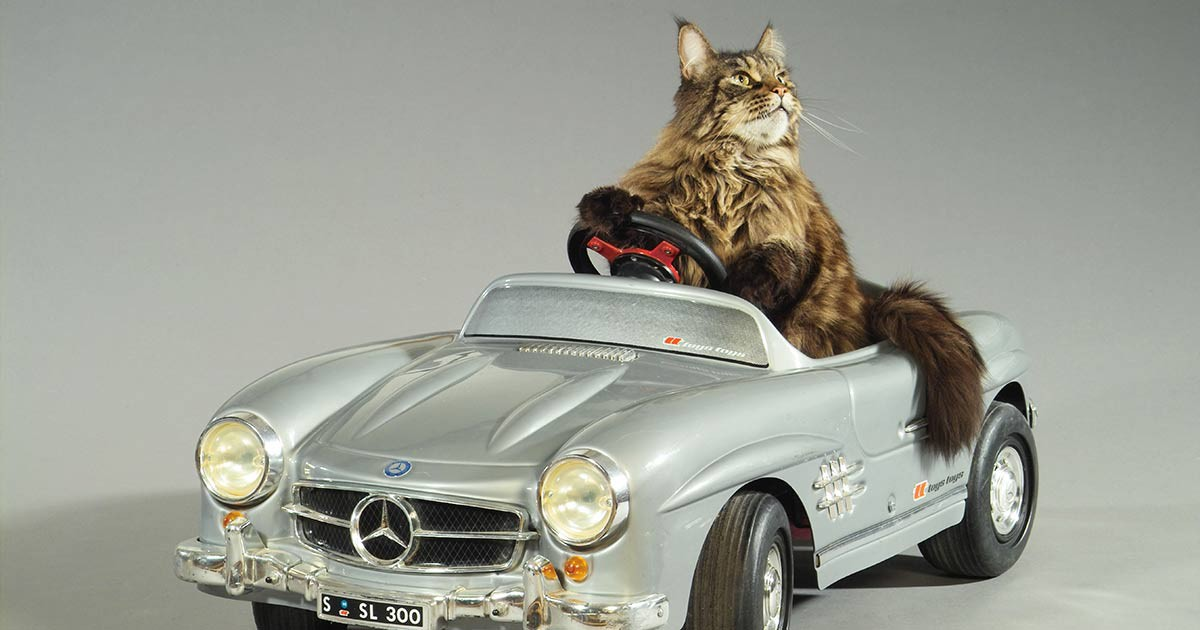 Котик дримотик. Кот в машине. Кошачий автомобиль. Котик в машинке. Кошечка в машинке.