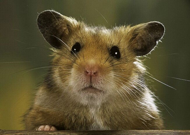 Привет вам, привет!