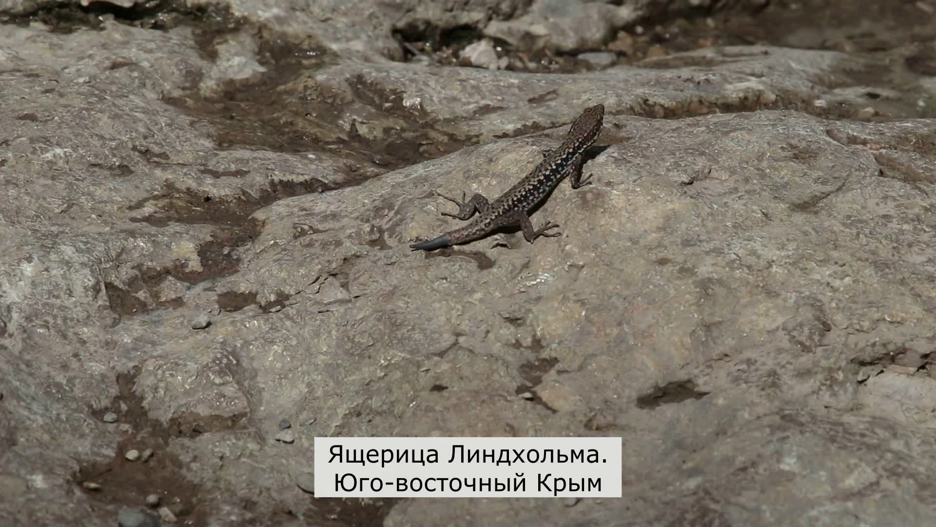 Крымская ящерица