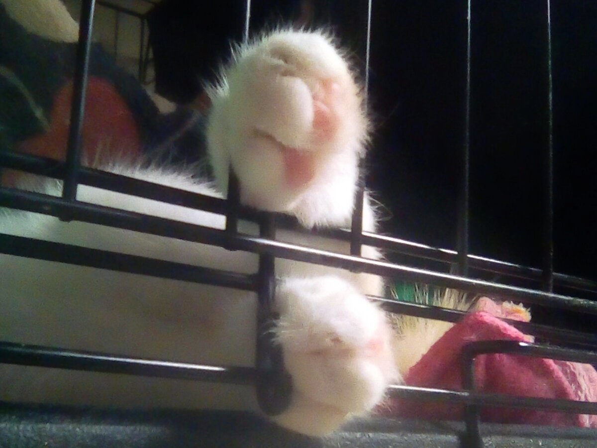 Липси – старший инструктор сезона 2022 по ловле лапками.