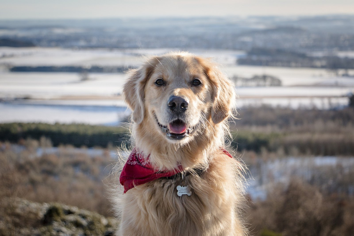 ТОП 10 самых умных пород собак в мире: фото и названия Pet Fabric Дзен