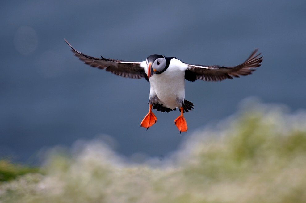 Птица тупик во время полёта