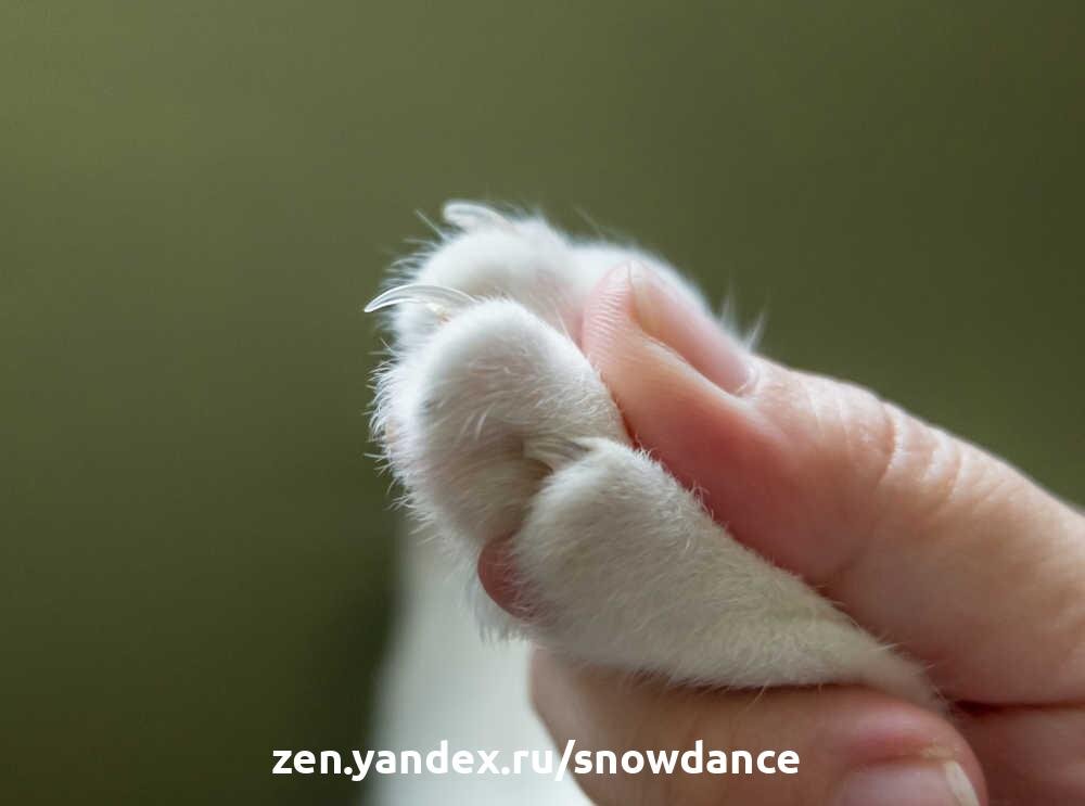 Почему у моей кошки расслаиваются когти? Советы ветеринара | КотоВедение |  Дзен