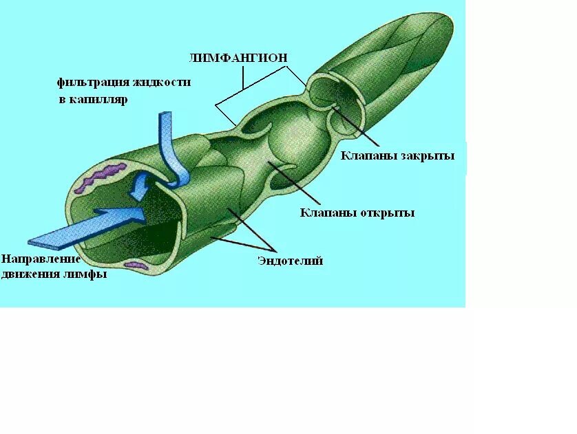 Схема лимфатических сосудов