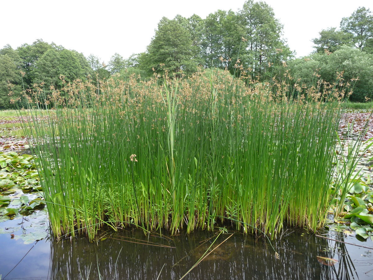 Камыш Озёрный Scirpus lacustris