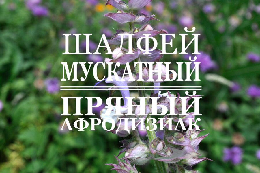 Очень ароматное растение 