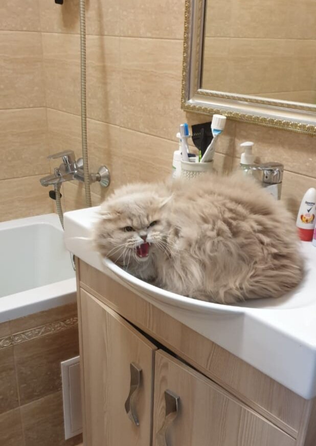 Антиреклама нашего кота)