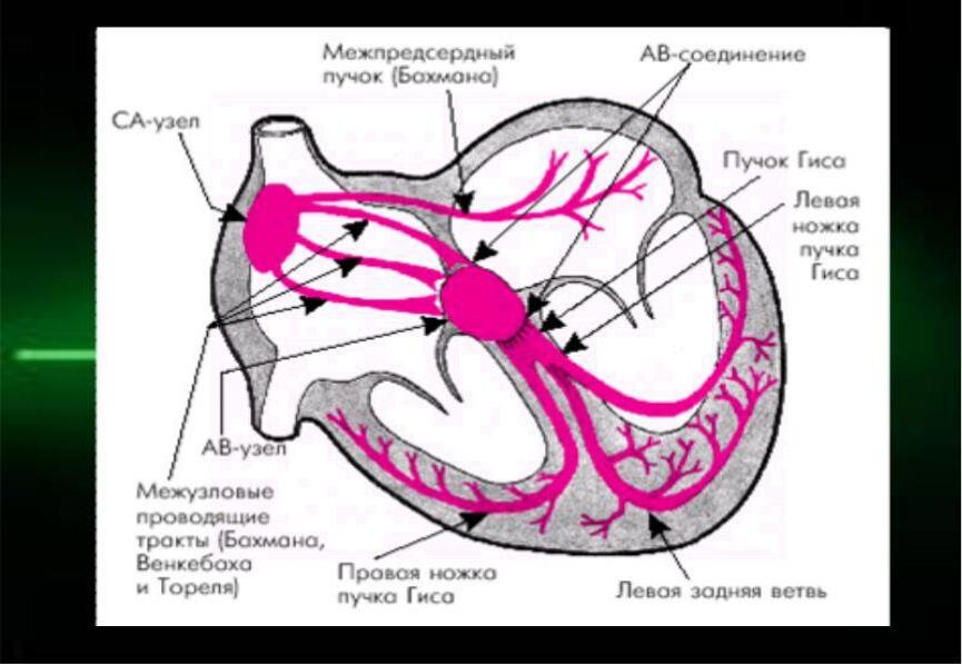 Рисунок проводящая система сердца с подписями