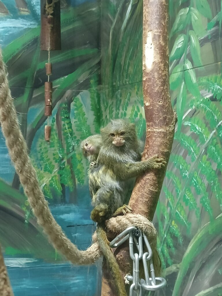 Мамочка (или даже папочка?) игрунок и сын (или всё-таки дочка?)