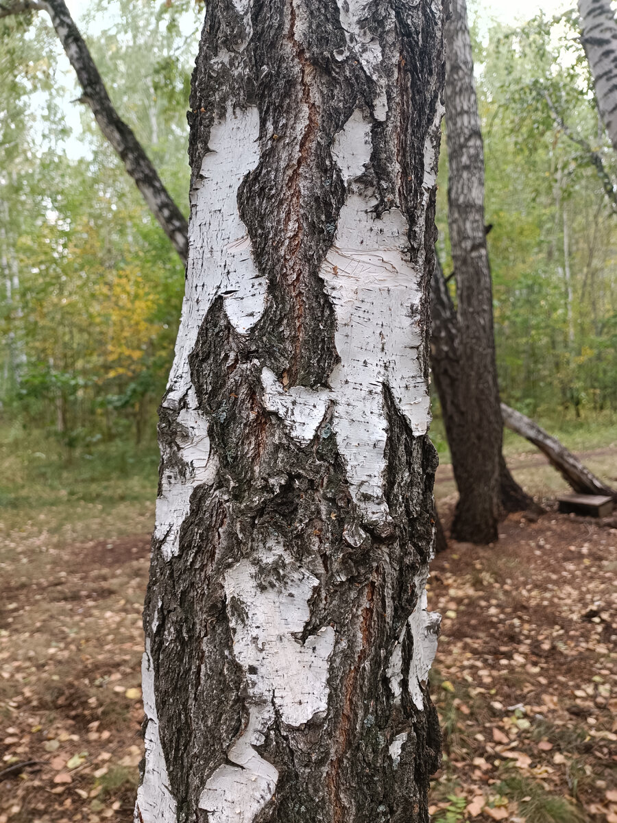 Картинка березы