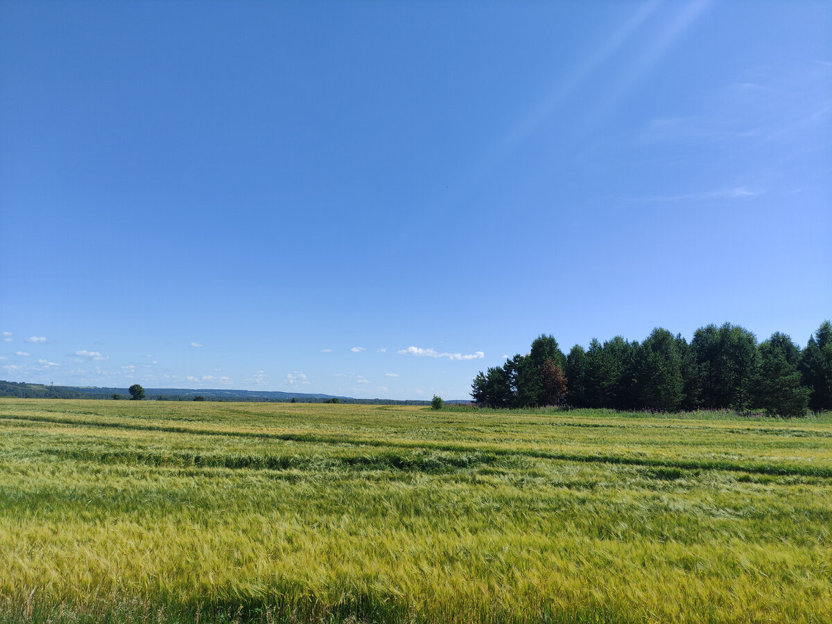 Вот такие поля встречали нас на подъезде к Кие