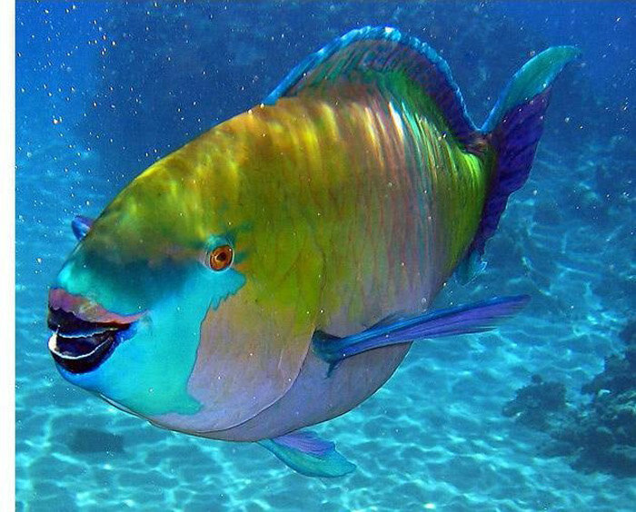 Одна из ярких представителей морской фауны, вызывающая невероятные эмоции от яркого, сочного, разноцветного окраса – рыба попугай.-2