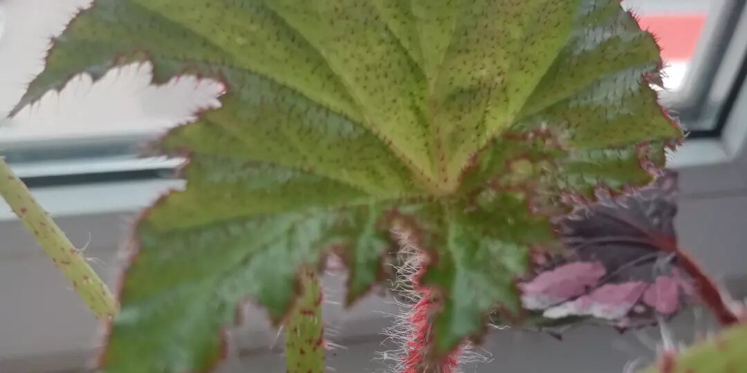 Моя любимица.💚