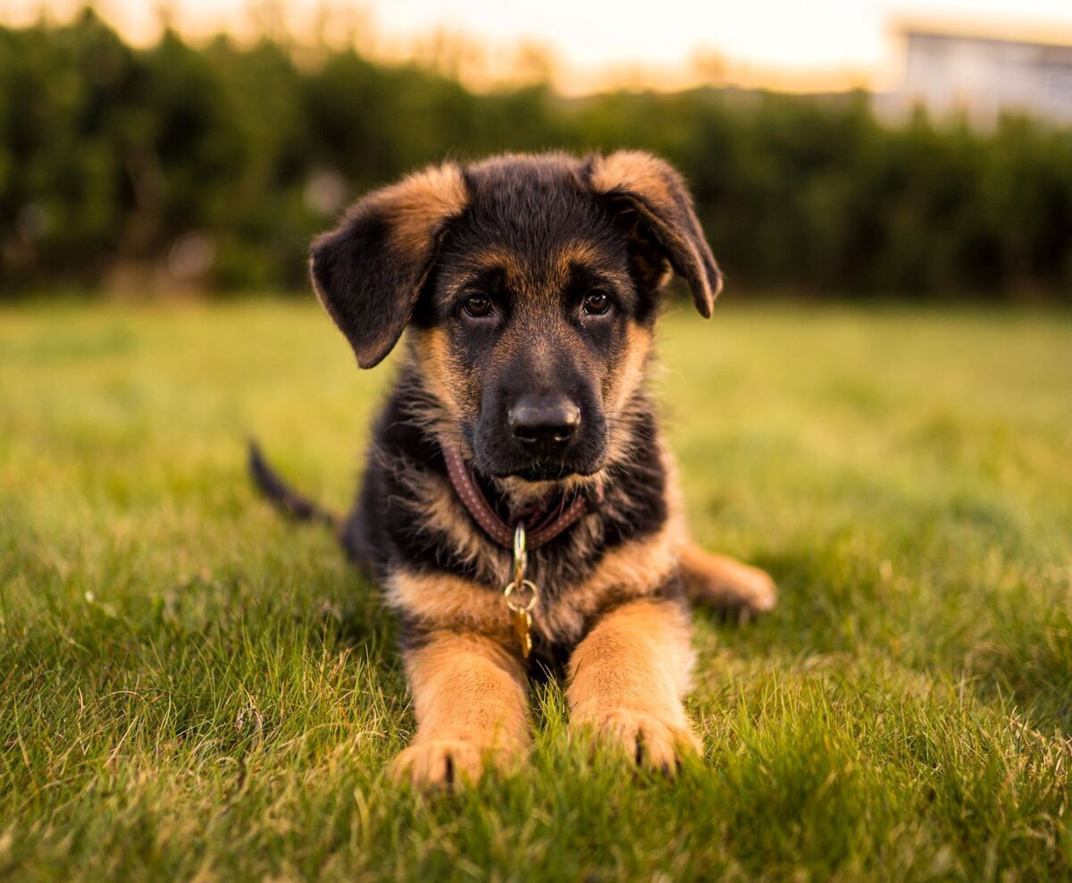 Очень похож на Котлетку