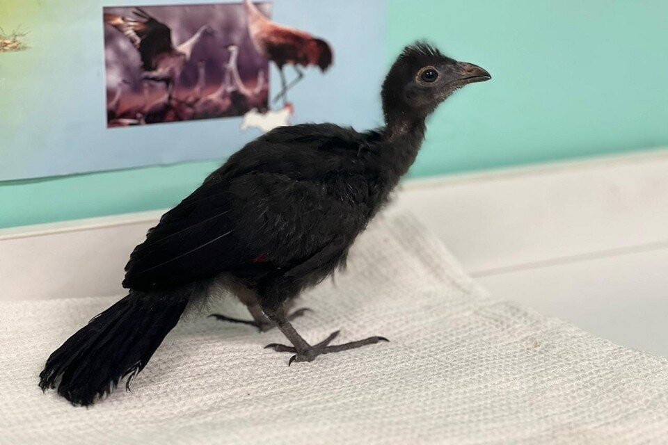     В Новосибирском зоопарке впервые за 20 лет вылупился птенец турако. Фото: Новосибирский зоопарк // "ВКонтакте".