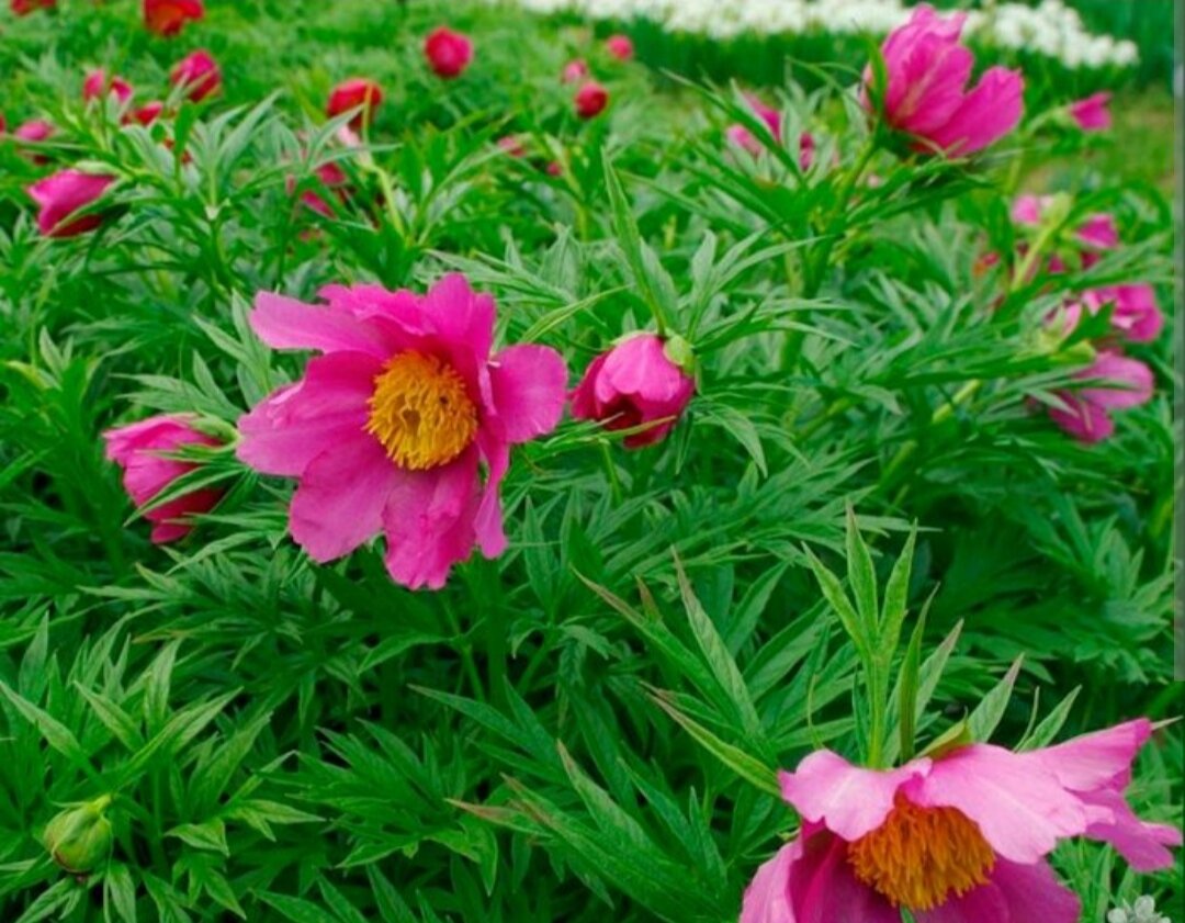 Пиона майн. Пион уклоняющийся Марьин корень. Пион уклоняющийся (Paeonia anomala). Марьин цветок пион. Пион Биберштейна.