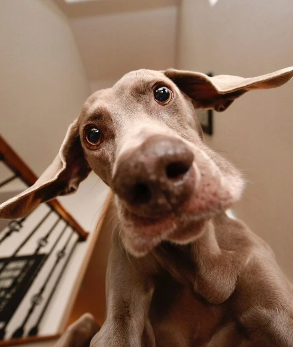 Манга глупый пёс и его госпожа. Веймаранер смешной. Арт графический собаки. Глупый пёс и его госпожа. Глупый пес и его.