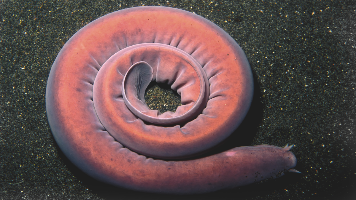 Внешне миксины похожи на угрей (flickr.com)