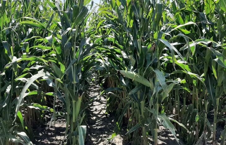    Мексика приближается к запрету ГМО кукурузы