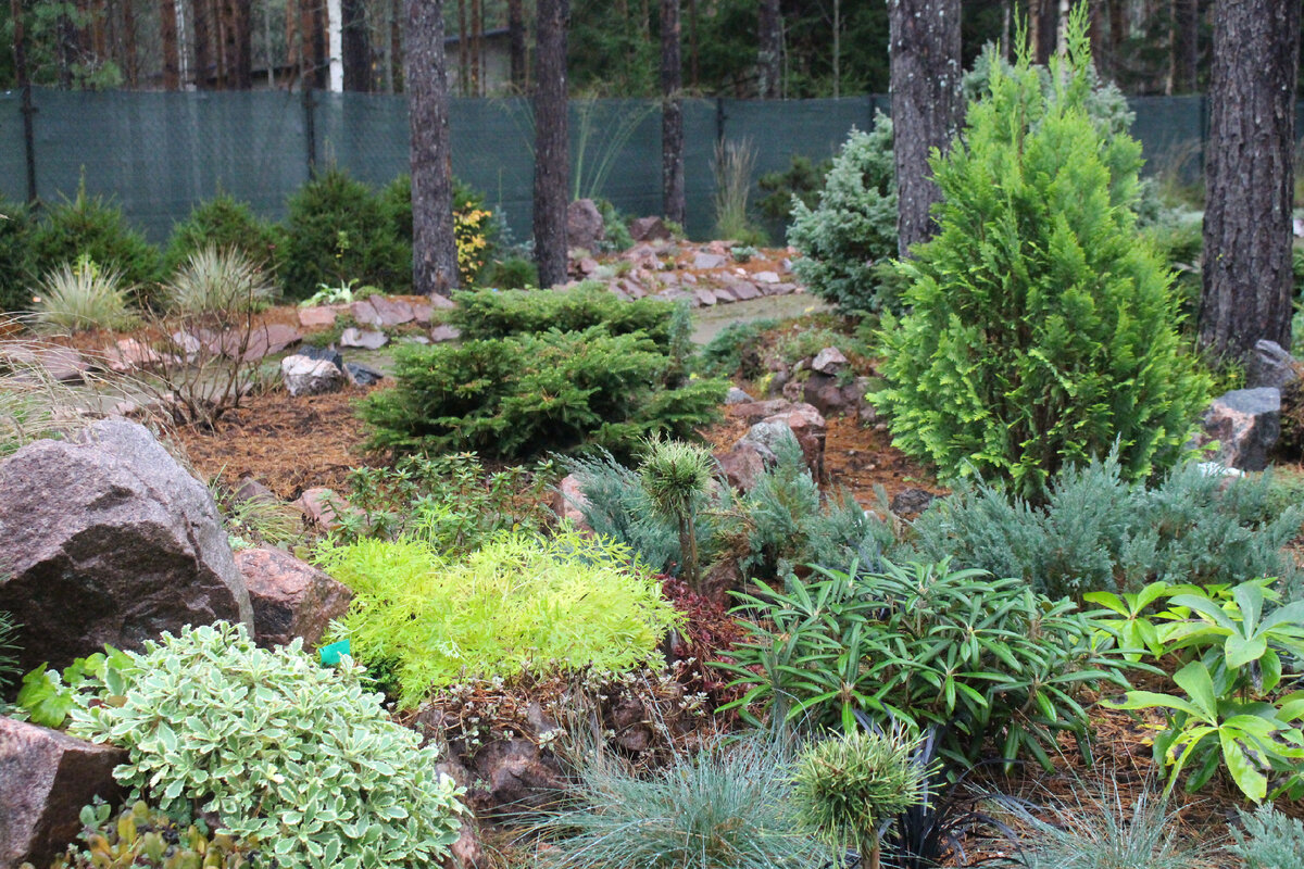 Ярко-белая листва арабиса кавказского Variegata полностью зимостойка: растение украшает сад и в ноябре (на фото 07.11 в нашем саду), и в марте. Куплен в СФ.