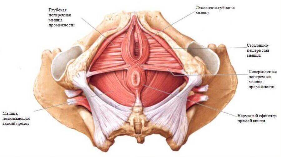 Зачем тренировать мышцы тазового дна? - VESNA Clinic