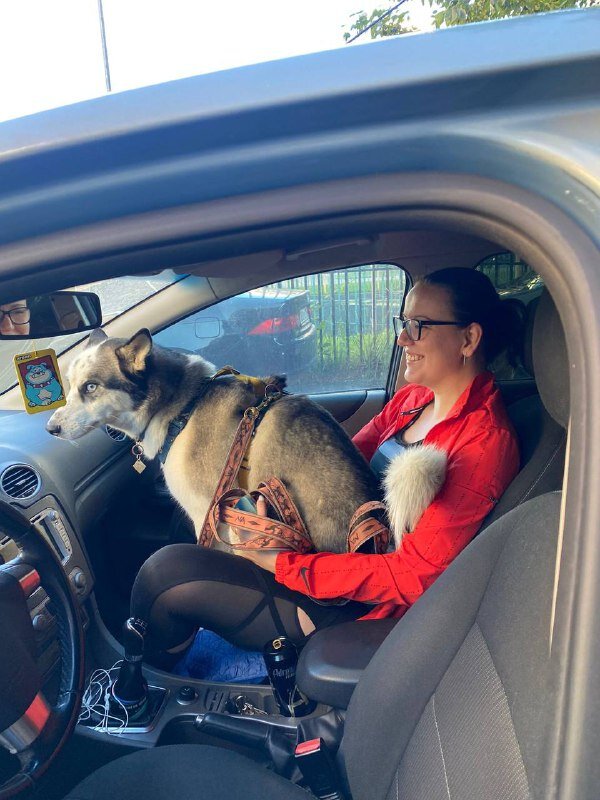 Собака, неприятности подозревака