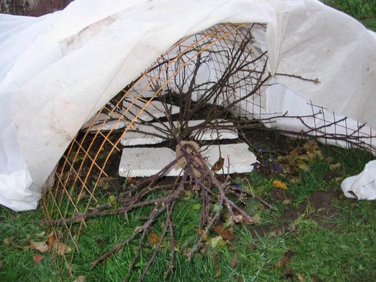 фото из интернета. воздушно-сухое укрытие для роз