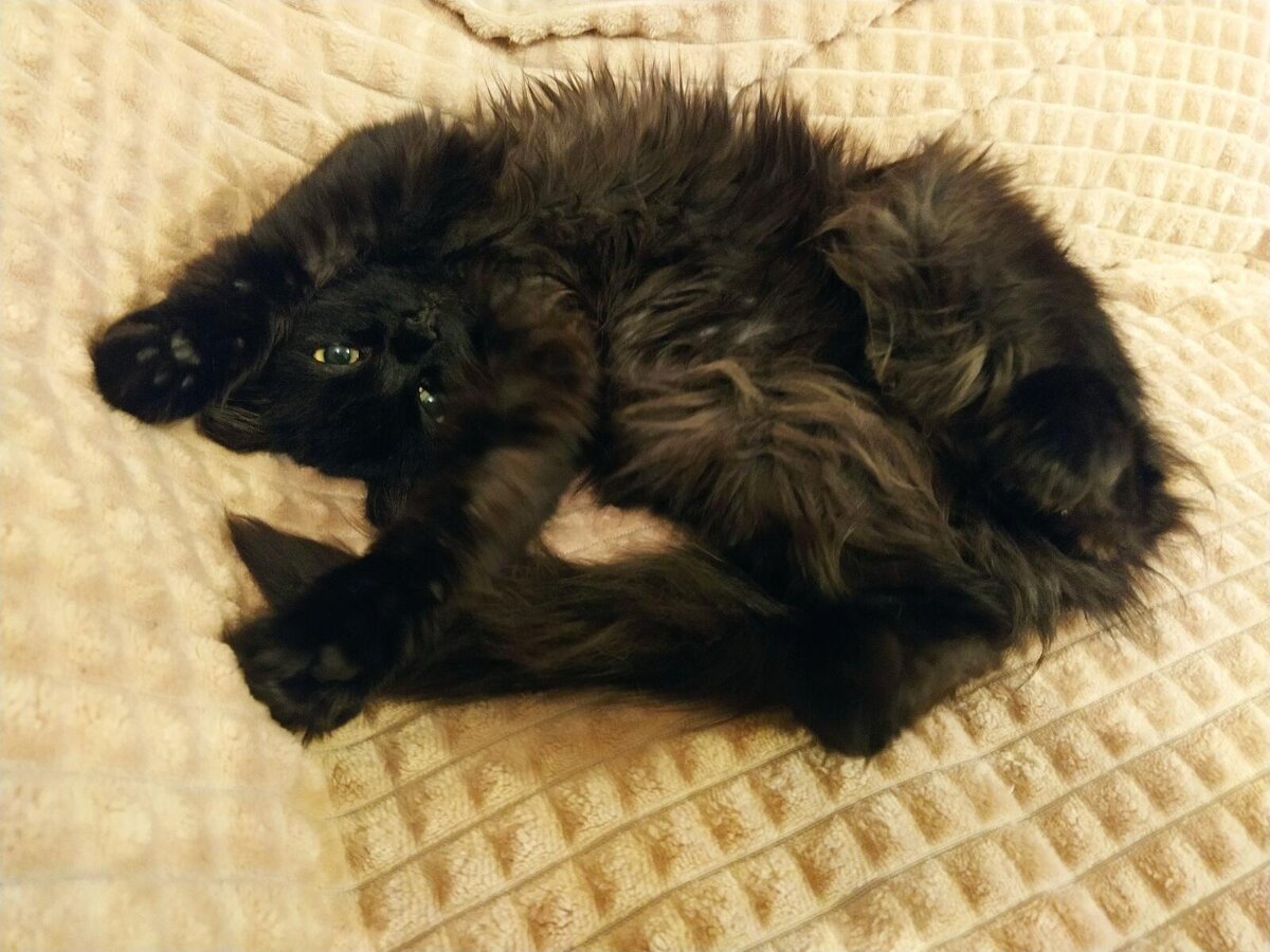 Наш Тюльпаша.