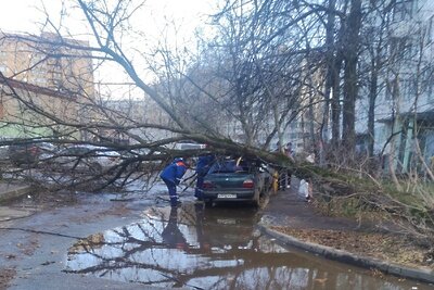    Поваленное ветром дерево ©Страница «Подслушано | Мытищи» во «Вконтакте»