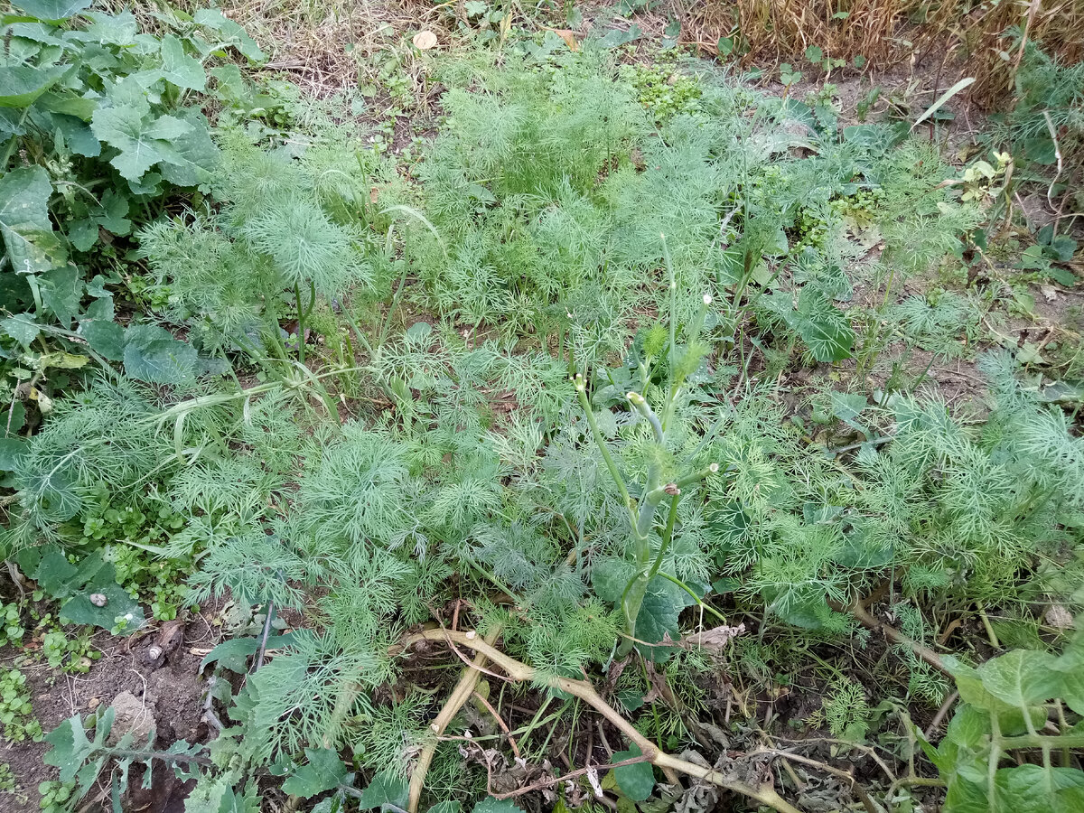 Ароматный укропчик) 